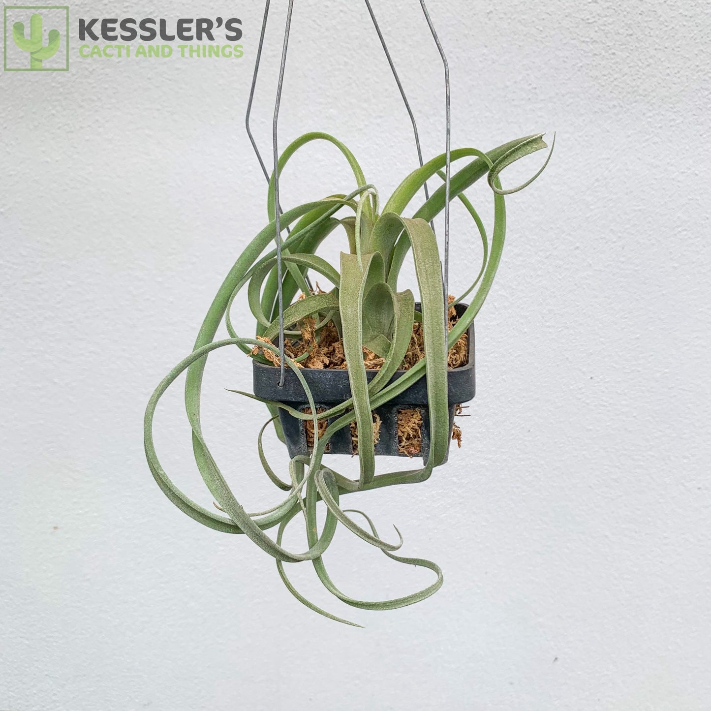 Tillandsia Curly Slim