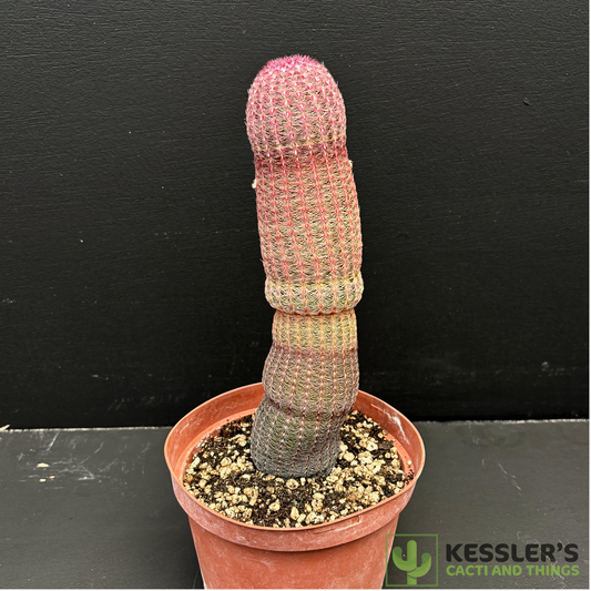 Echinocereus Rigidissimus (Rainbow Hedgehog Cactus)