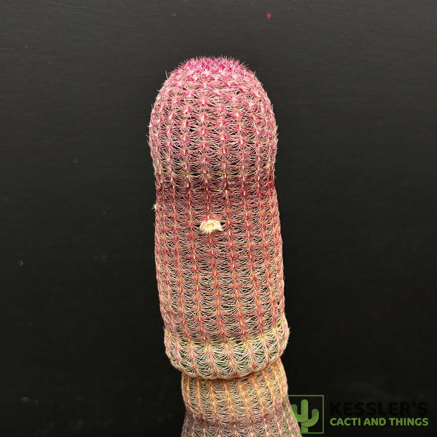 Echinocereus Rigidissimus (Rainbow Hedgehog Cactus)