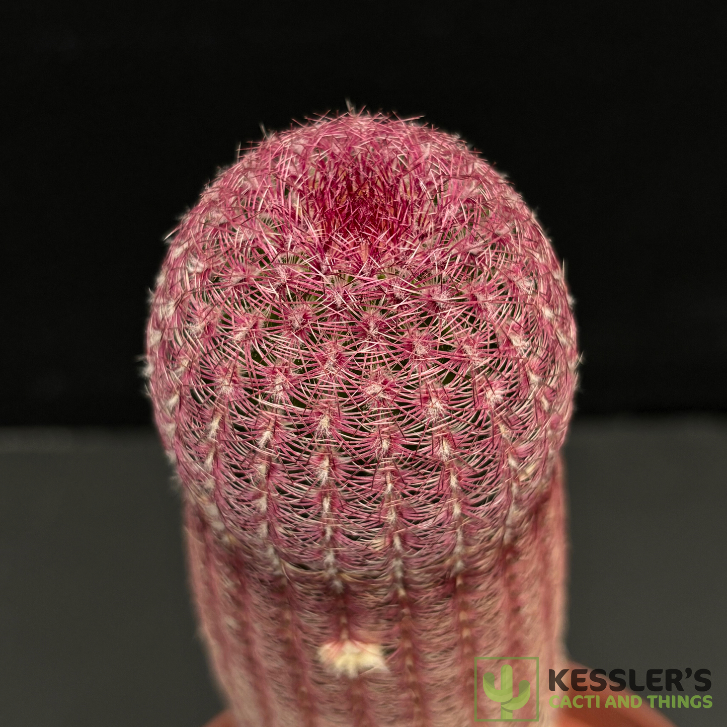 Echinocereus Rigidissimus (Rainbow Hedgehog Cactus)