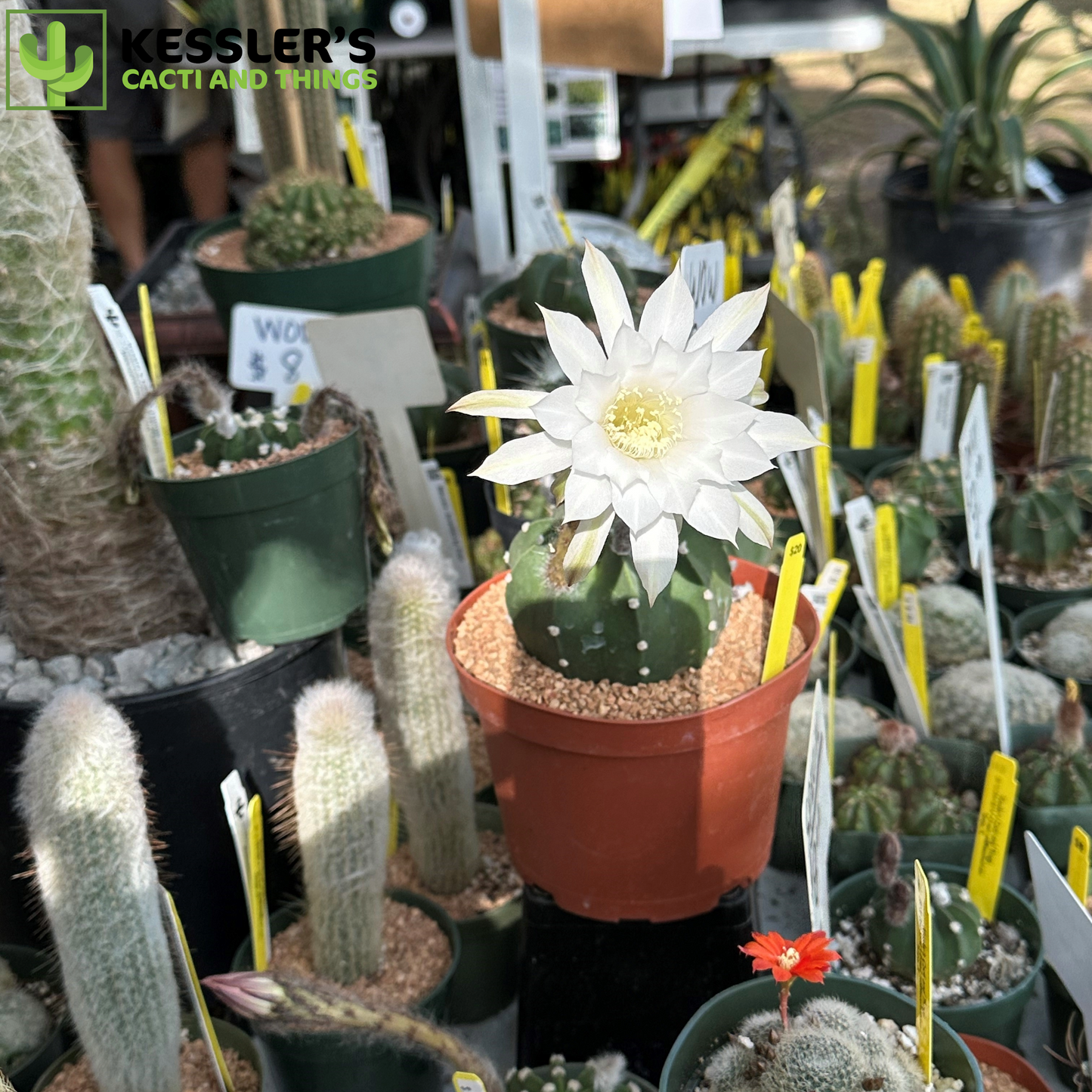 Echinopsis Subdenudata (Fuzzy Navel) - 4 Inches