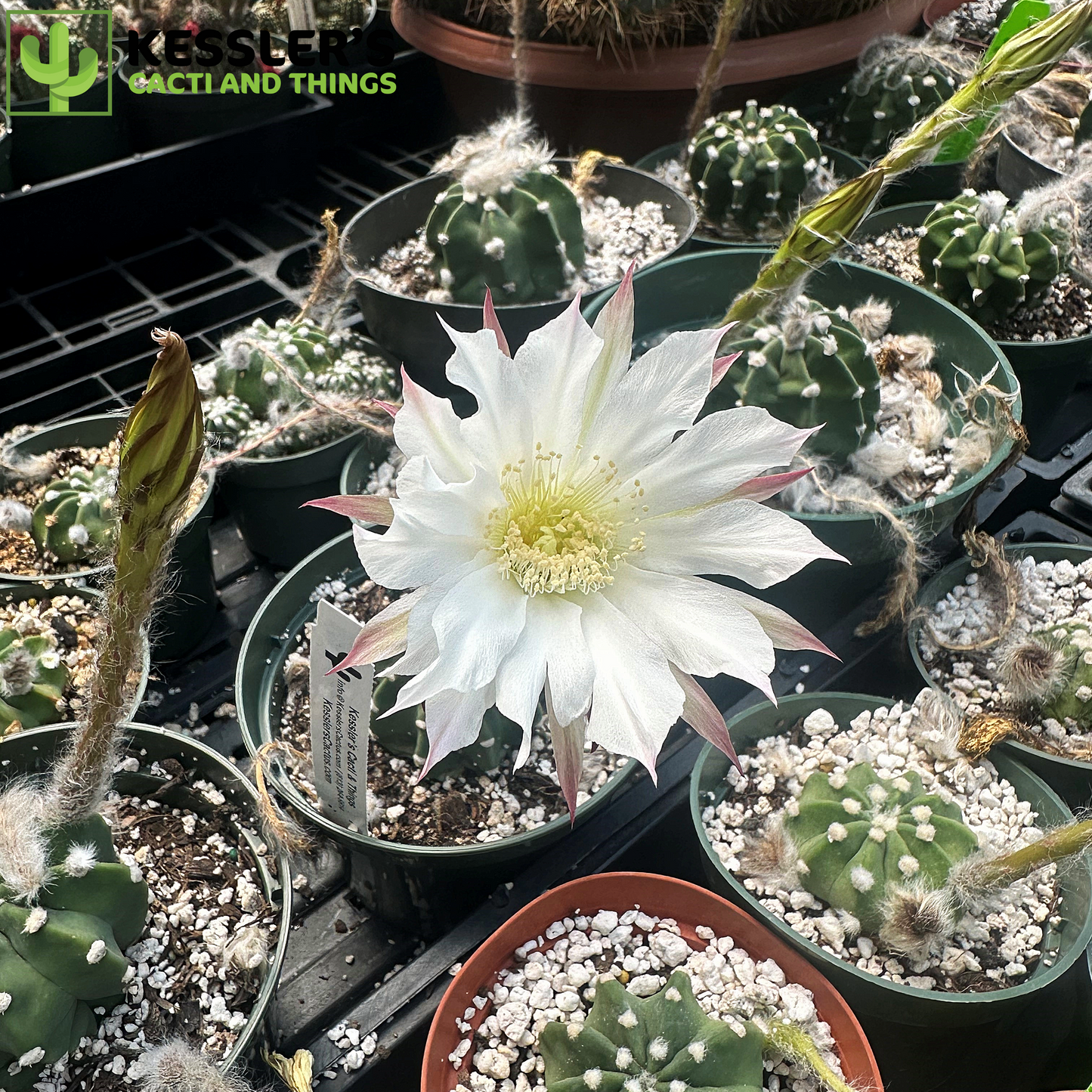 Echinopsis Subdenudata (Fuzzy Navel)