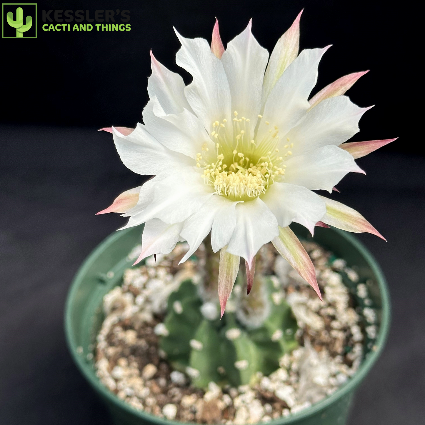 Echinopsis Subdenudata (Fuzzy Navel)
