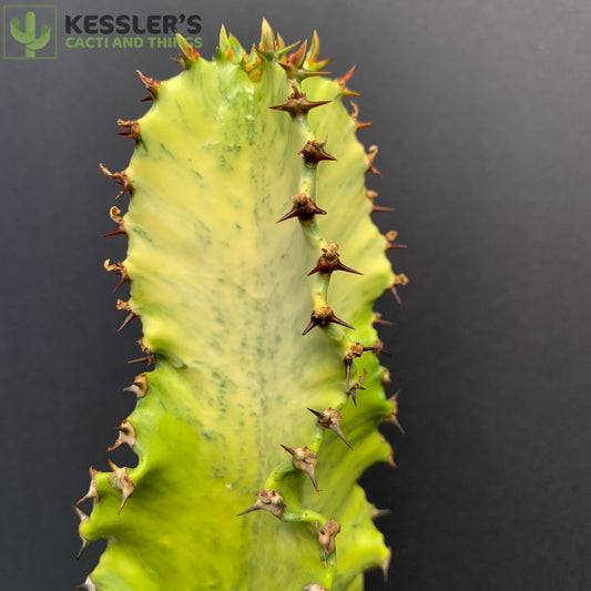 Euphorbia Ammak ‘Variegata’