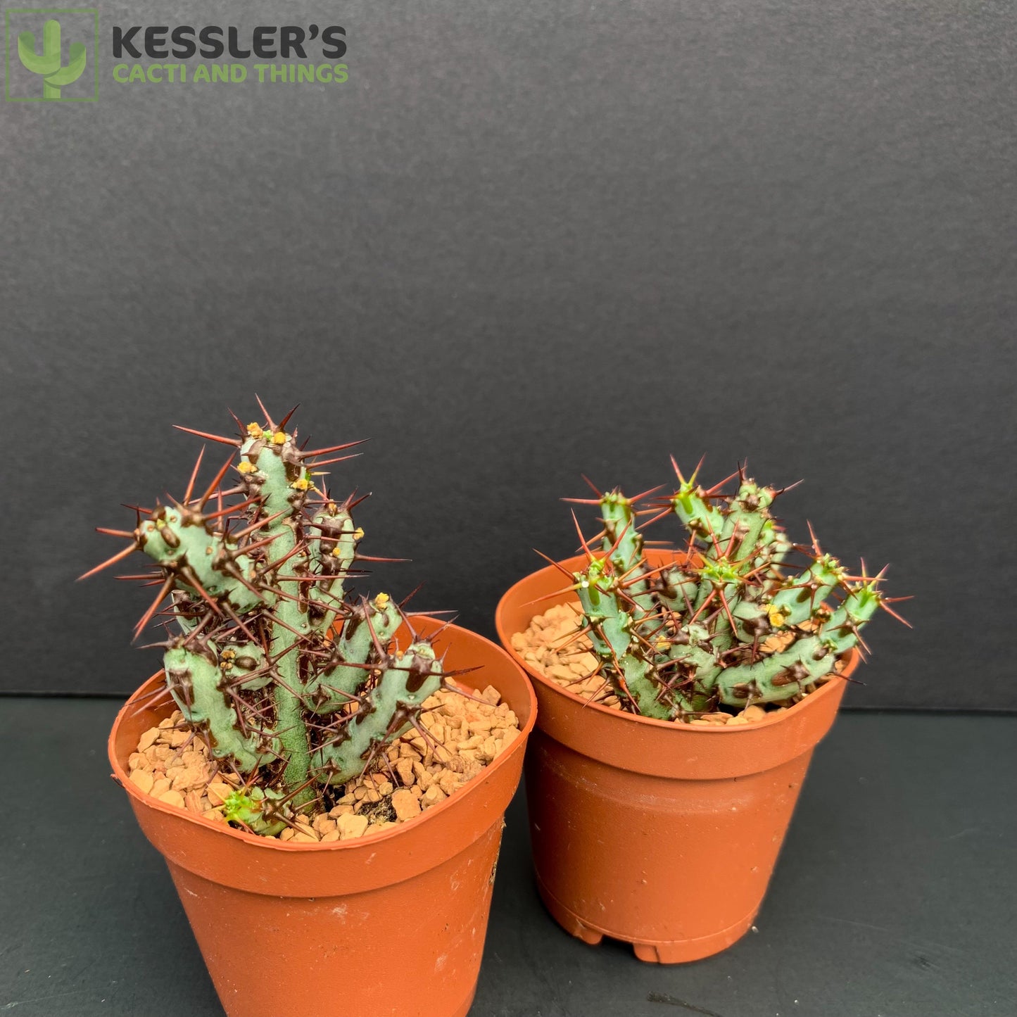Euphorbia aeruginosa 'Minor' Miniature Saguaro