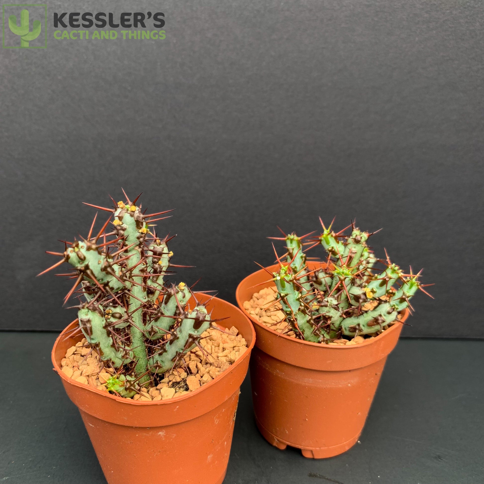 Euphorbia aeruginosa 'Minor' Miniature Saguaro
