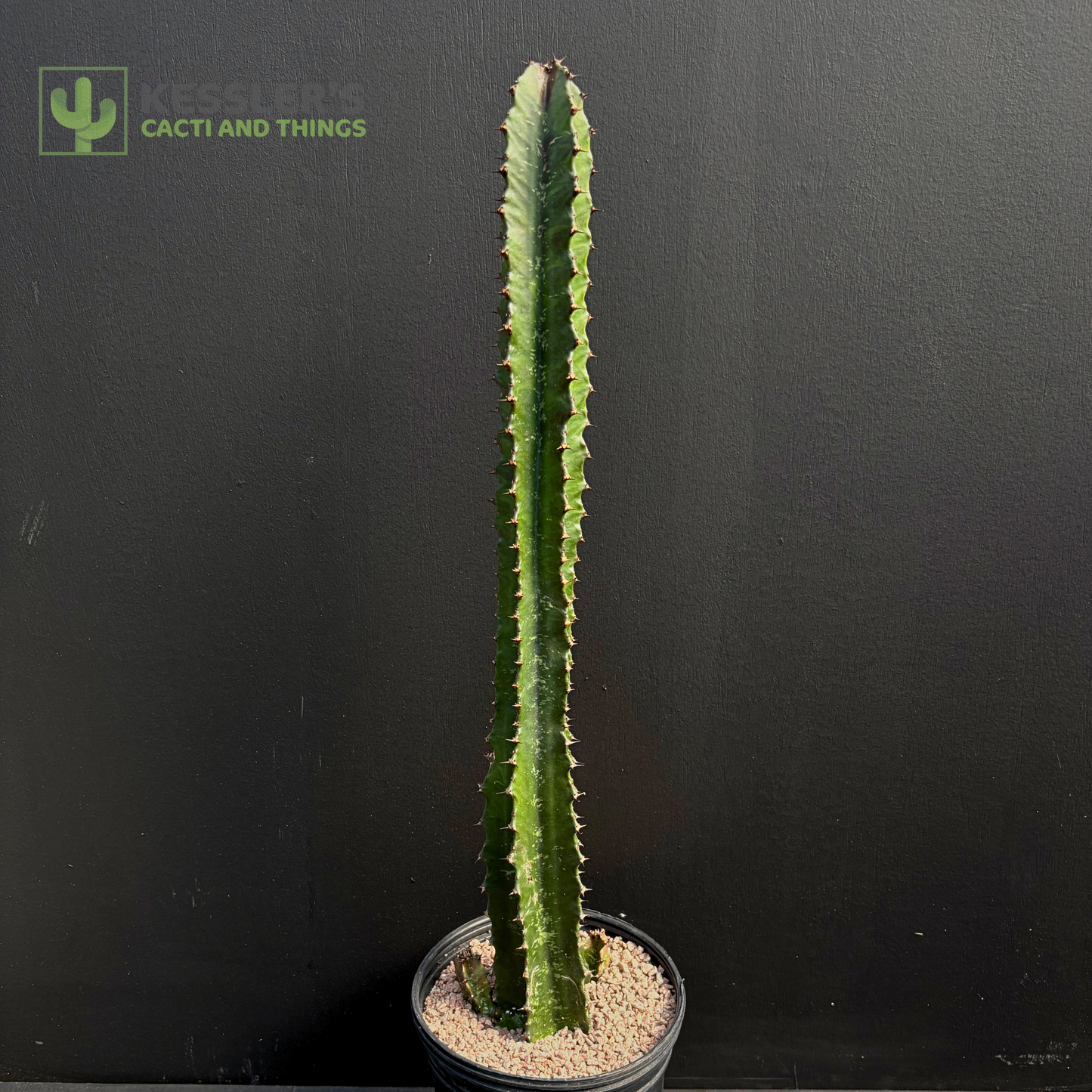 Euphorbia Ingens