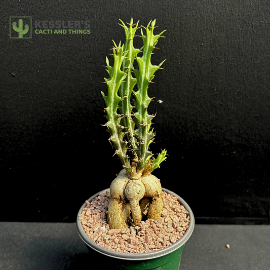 Euphorbia Knuthii