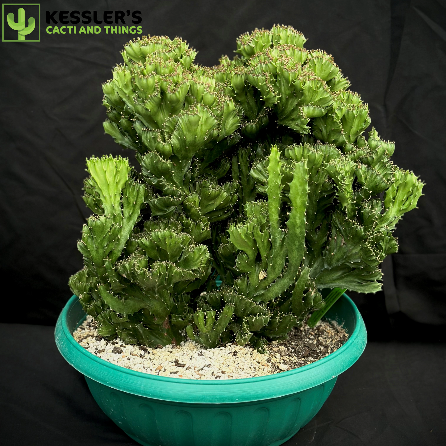 Euphorbia Lactea Cristata (Brain Cactus)
