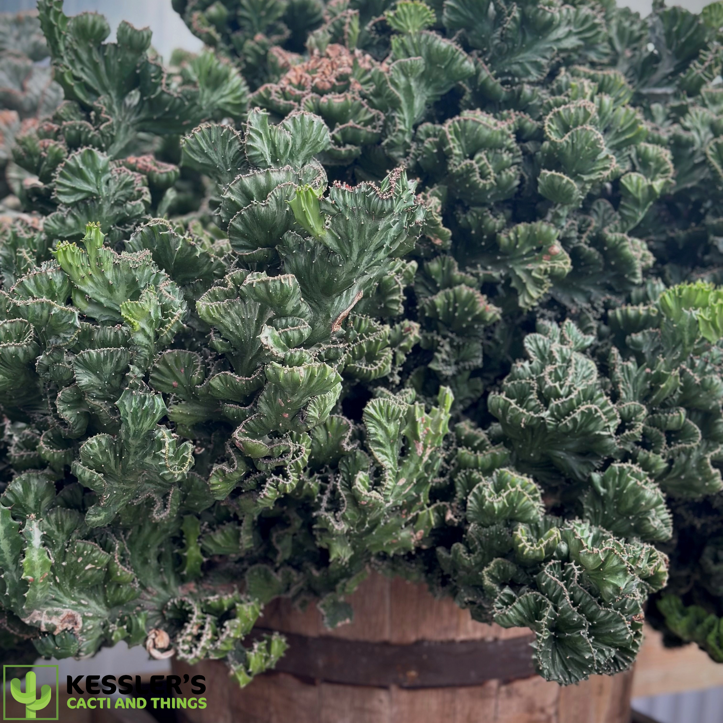 Euphorbia Lactea Cristata (Brain Cactus)