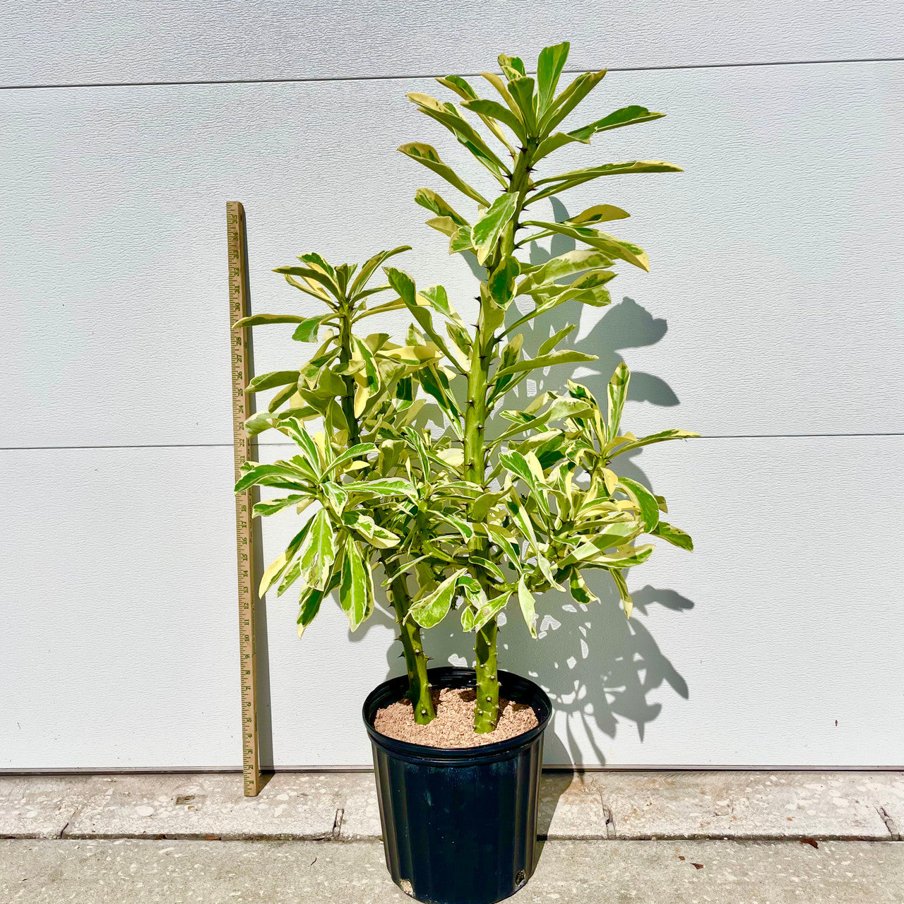 A potted Euphorbia Neriifolia next to a measuring stick