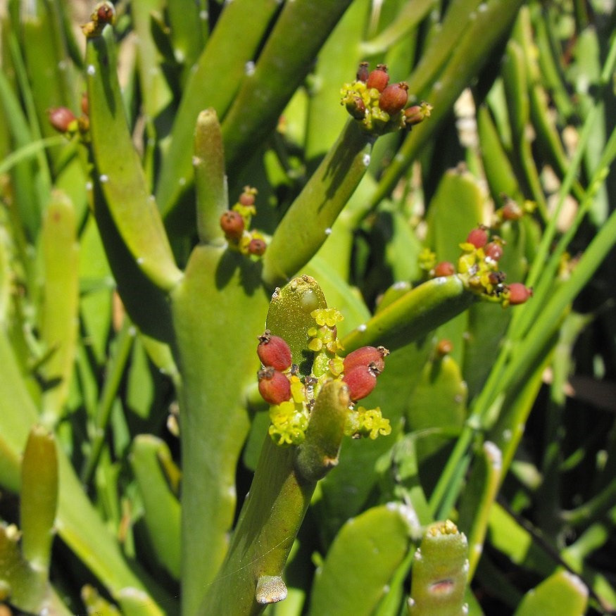 a flowering Euphorbia Xylophylloites