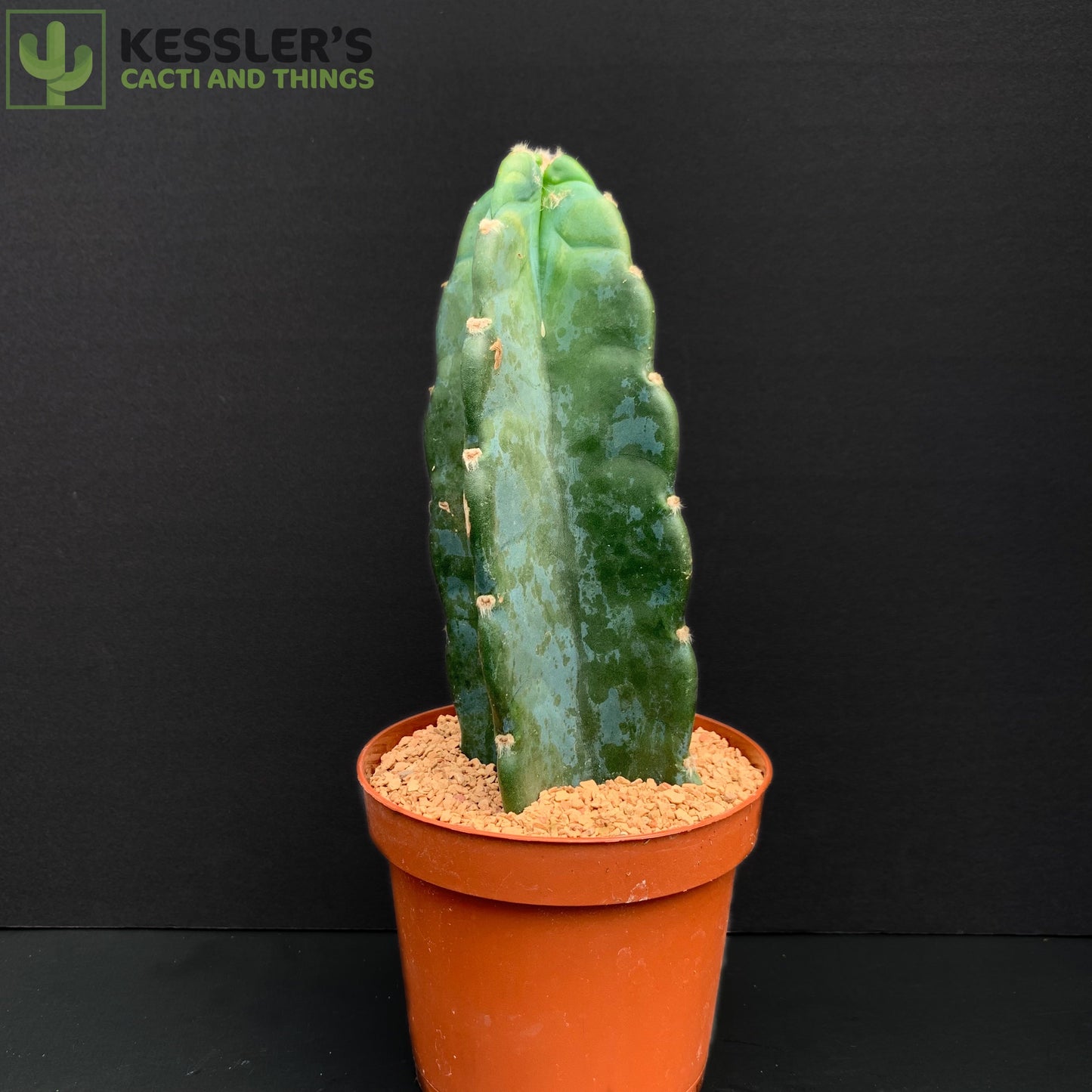 Cereus Jamacaru
