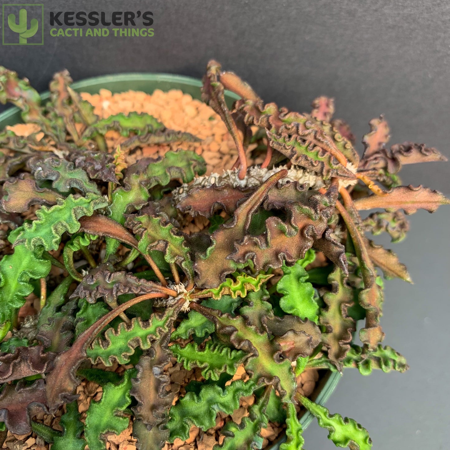 Euphorbia Decaryi Spirosticha