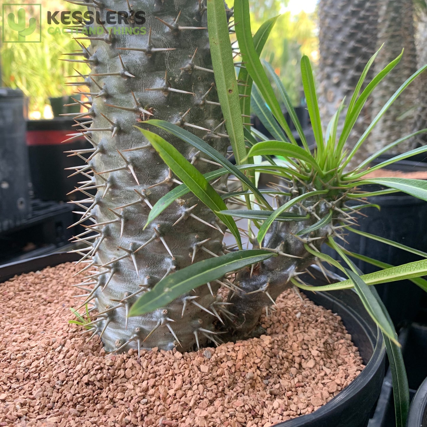 Pachypodium Lamerei (Madagascar Palm)