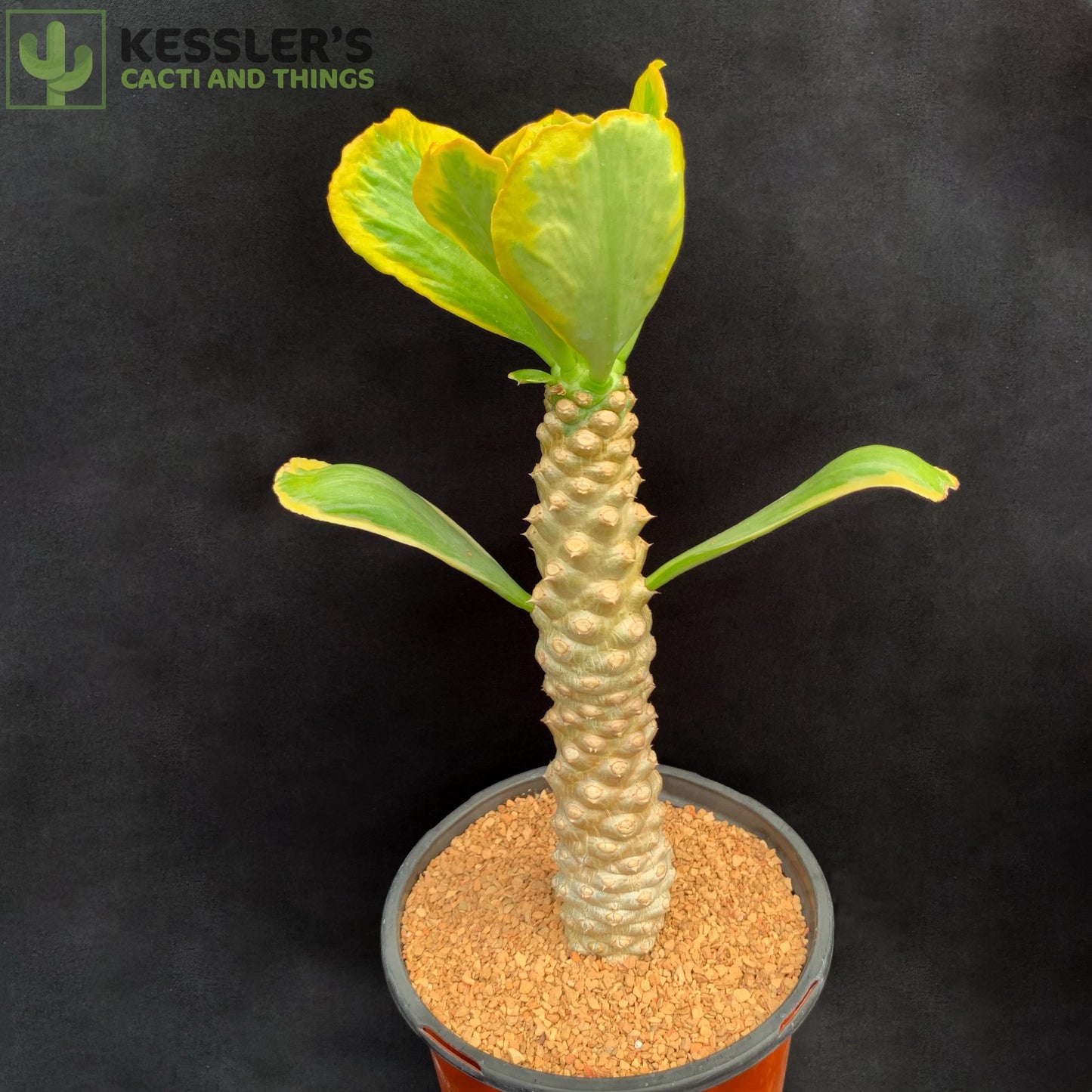Euphorbia Poissonii