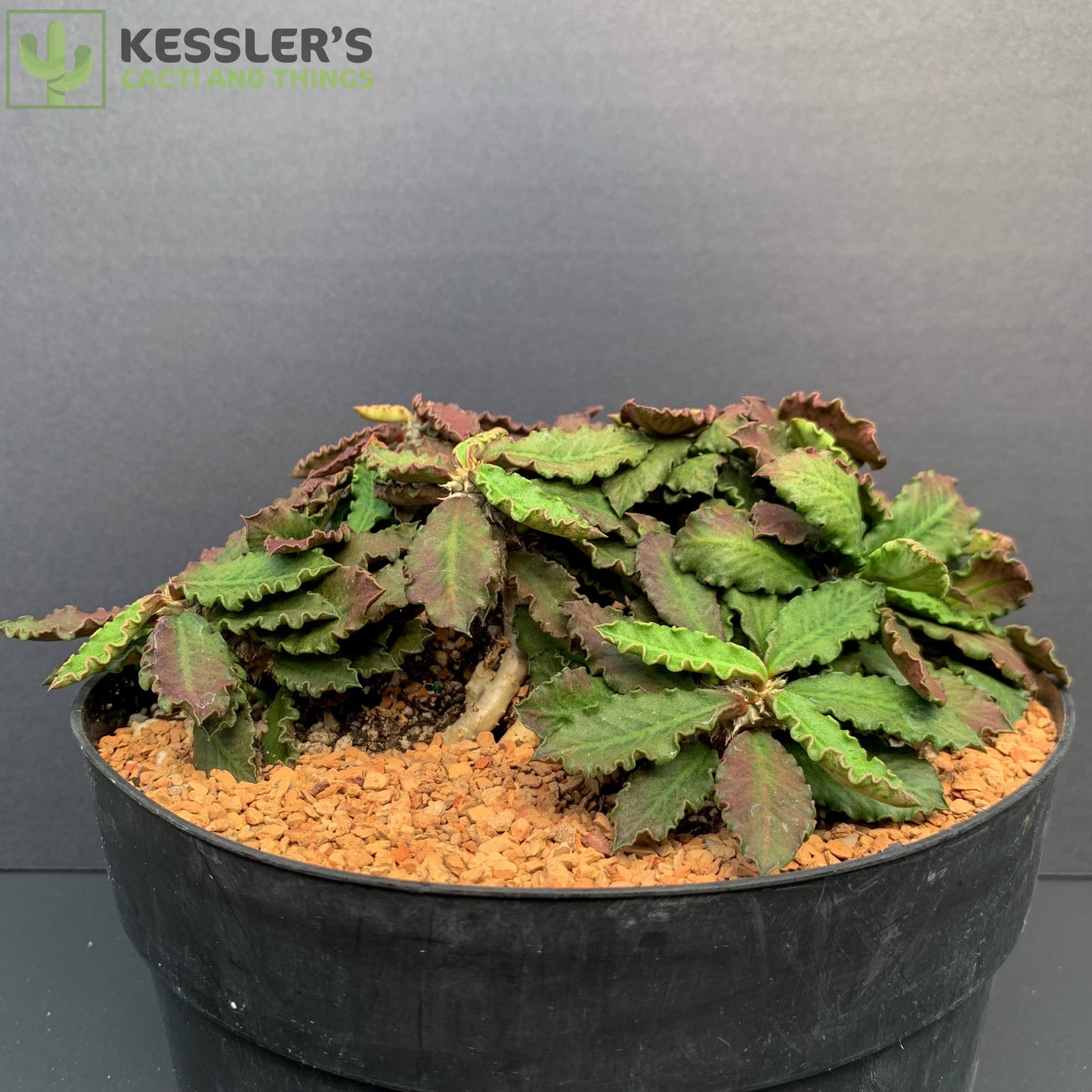 Euphorbia Decaryi v. Decaryi