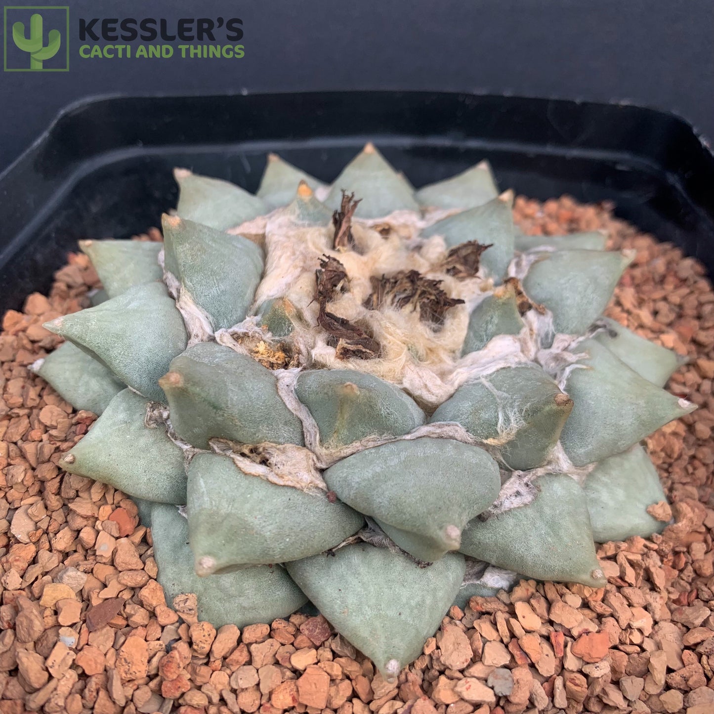 Ariocarpus Retusus