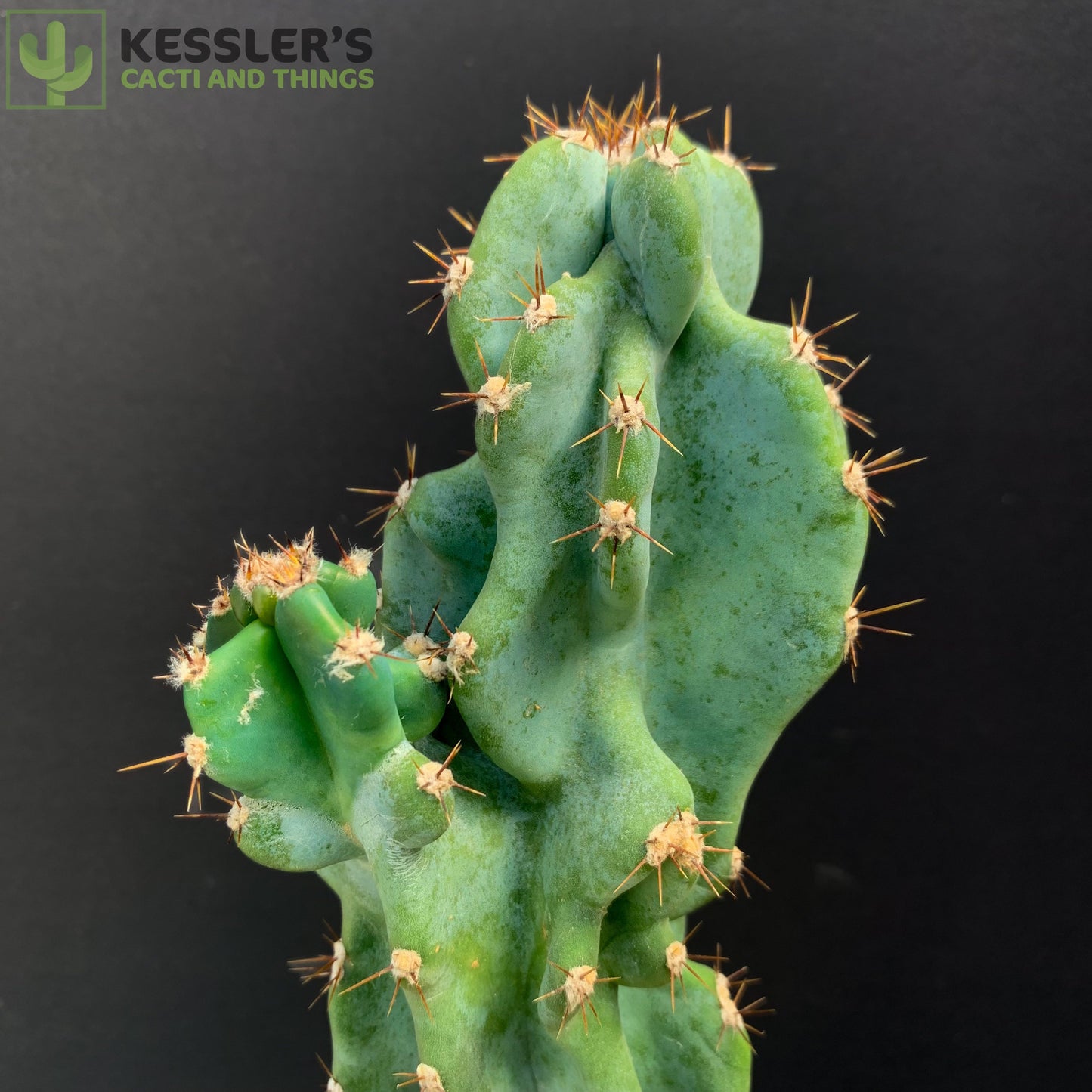 Cereus Hildmannianus Monstrose