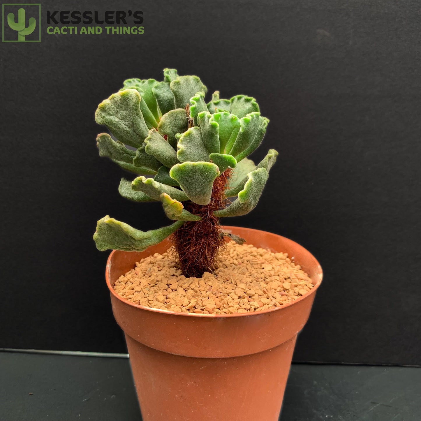 Adromischus Cristatas (Panda Paw)