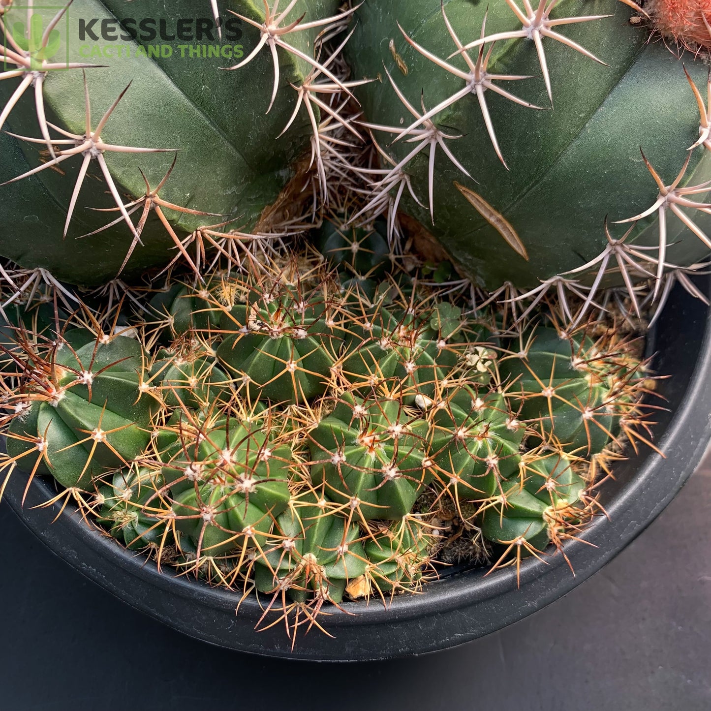 Melocactus Bahiensis (Turk's Cap)