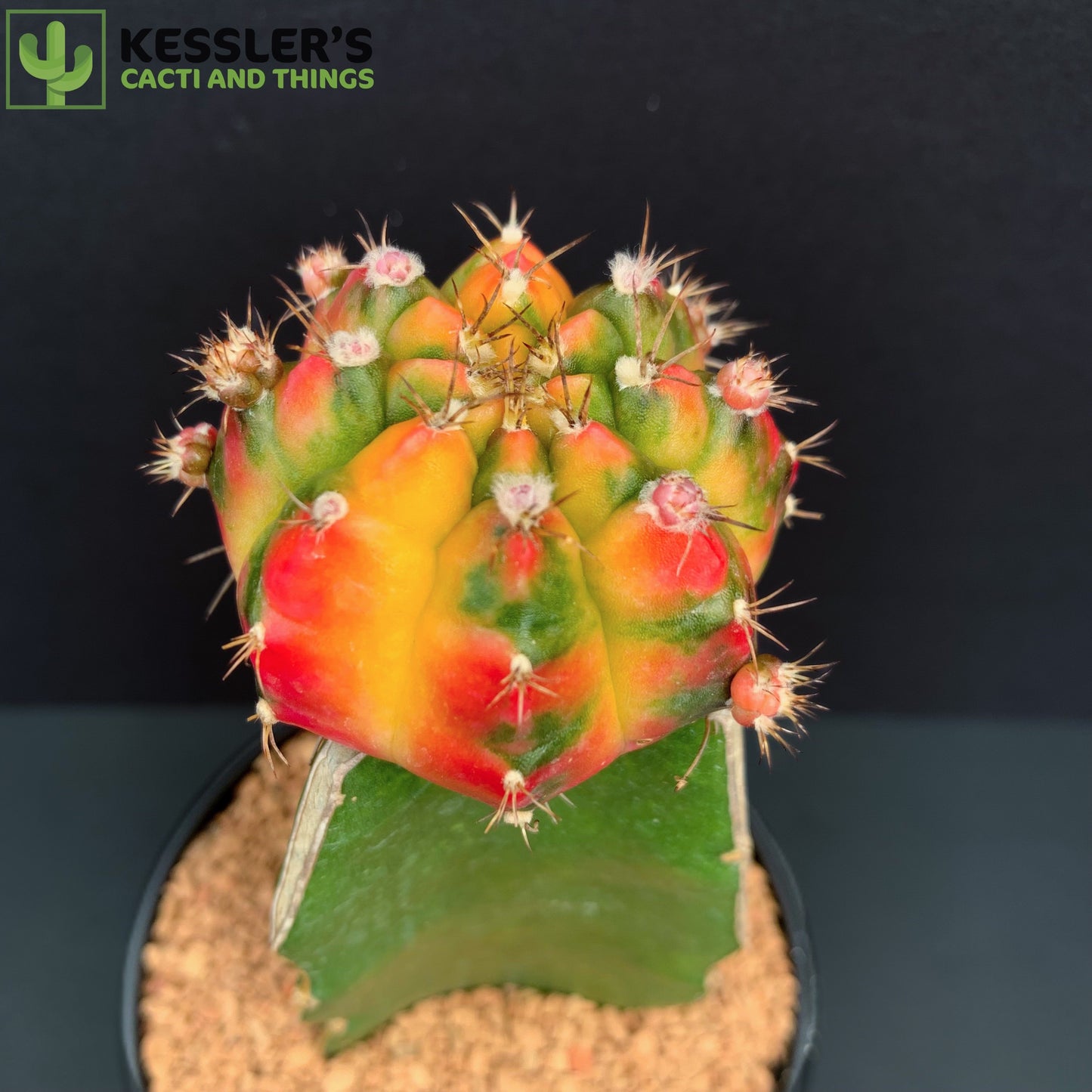 Grafted Gymnoclycium Mihanovichii v. Friedrichii (Color Balls)