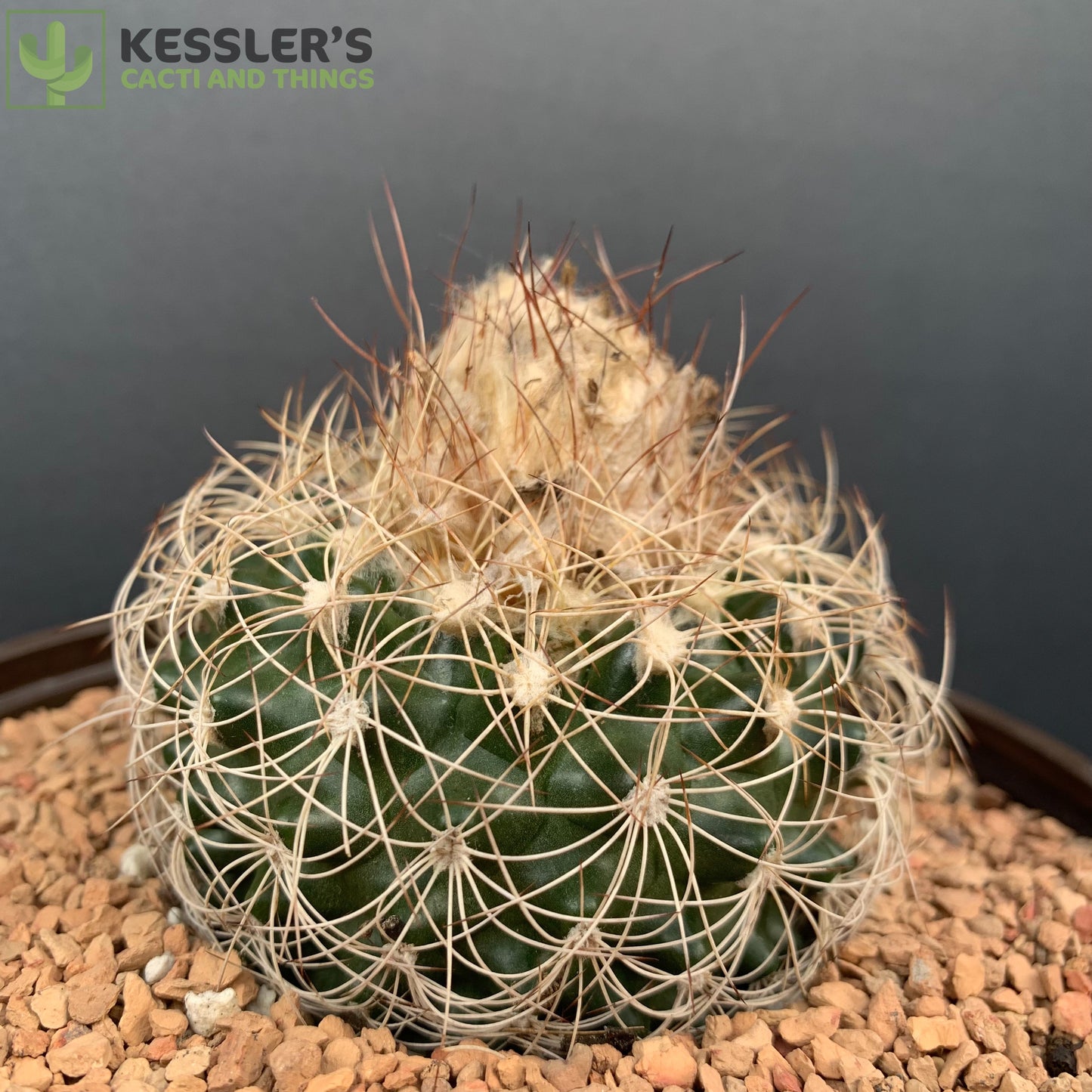 Discocactus Araneispinus