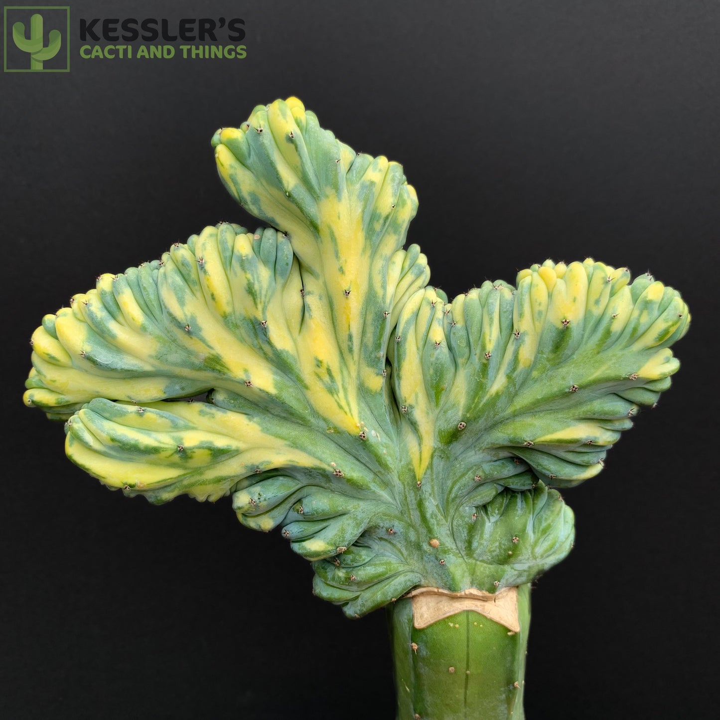 Variegated Crested Myrtillocactus (Grafted Dinosaur Back)