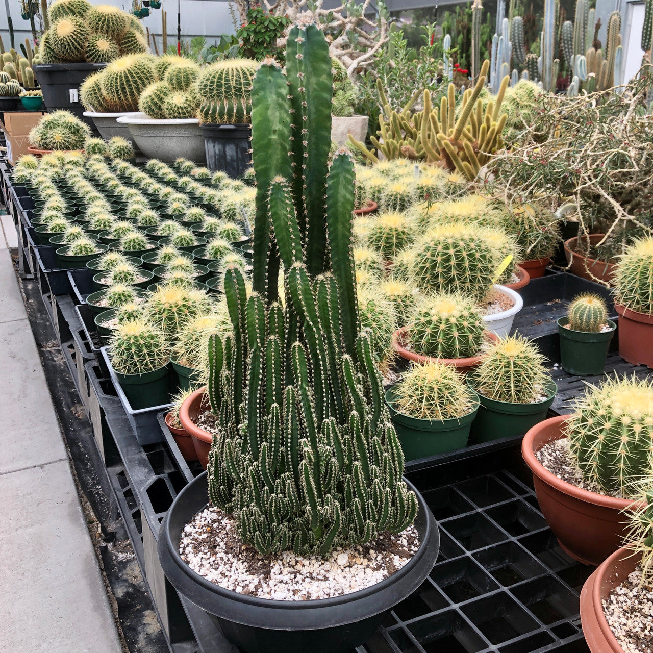 Large fairy castle cactus in a 12 inch pot