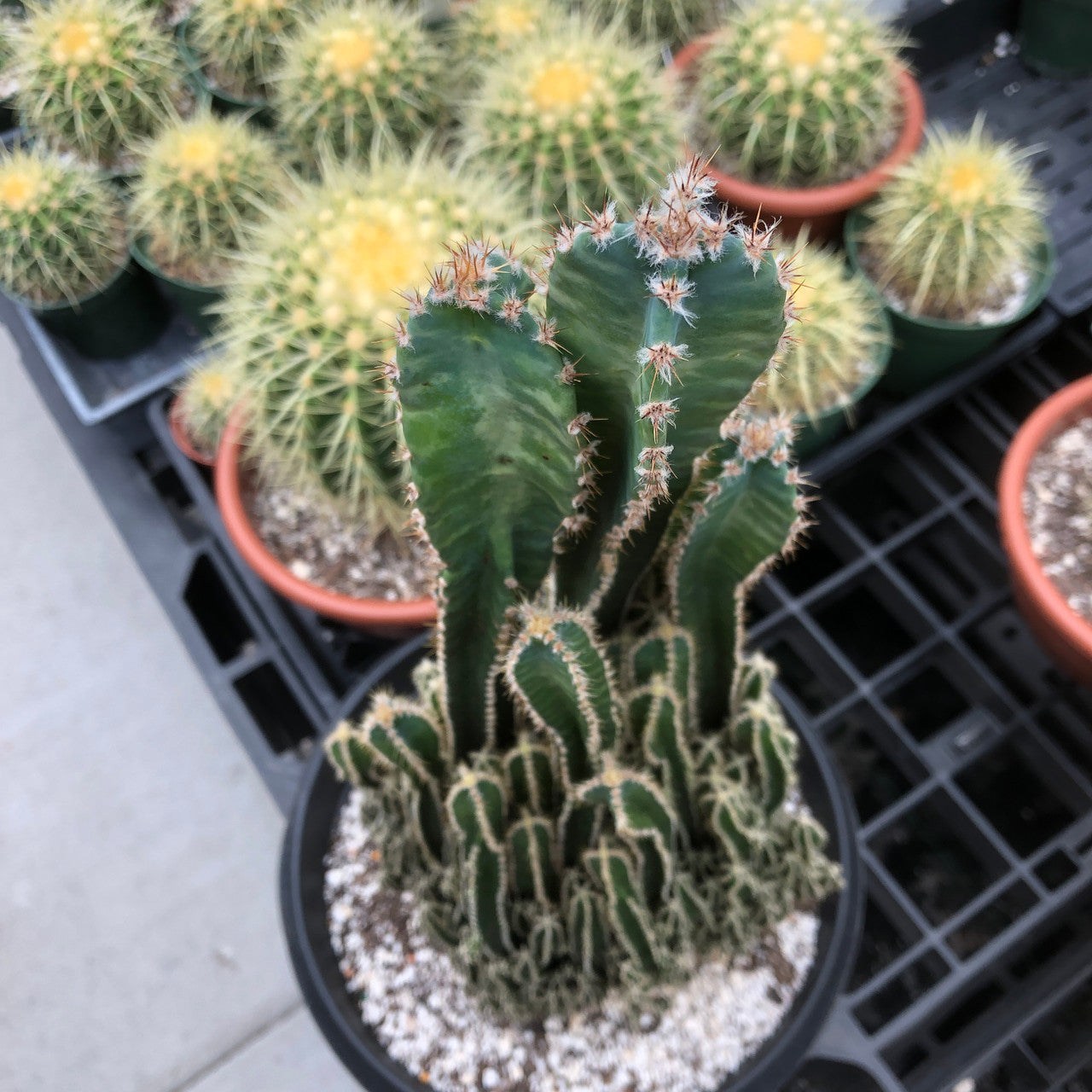 top of a fairy castle cactus