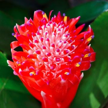 Flower closeup of a Billbergia Pyramidalis (Flaming Torch Bromeliad)