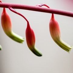 the flower stem of a Gasteria Bicolor Hybrid