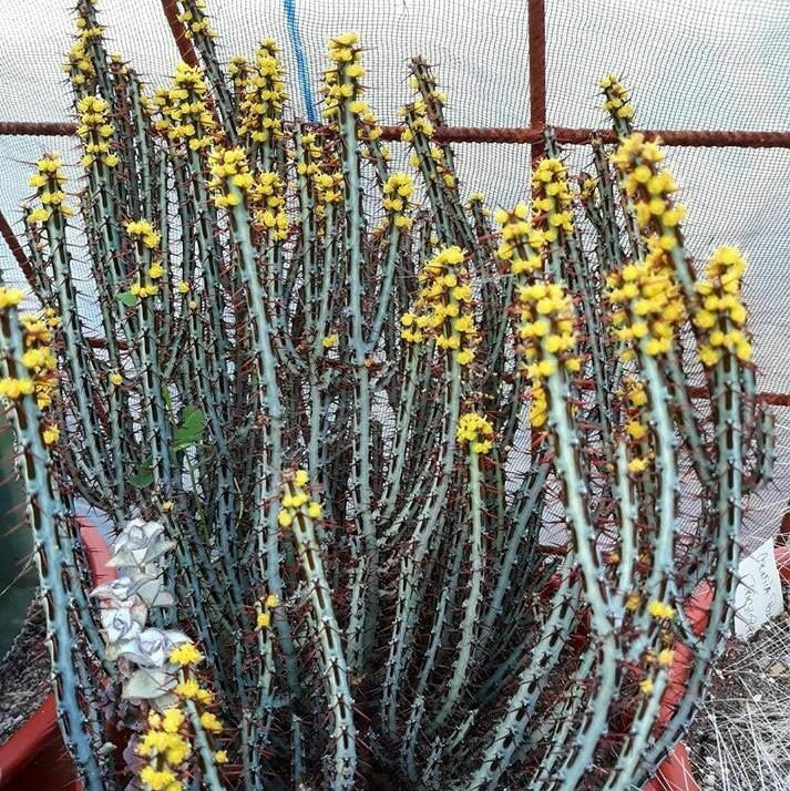 A flowering Euphorbia Aeruginosa Minor