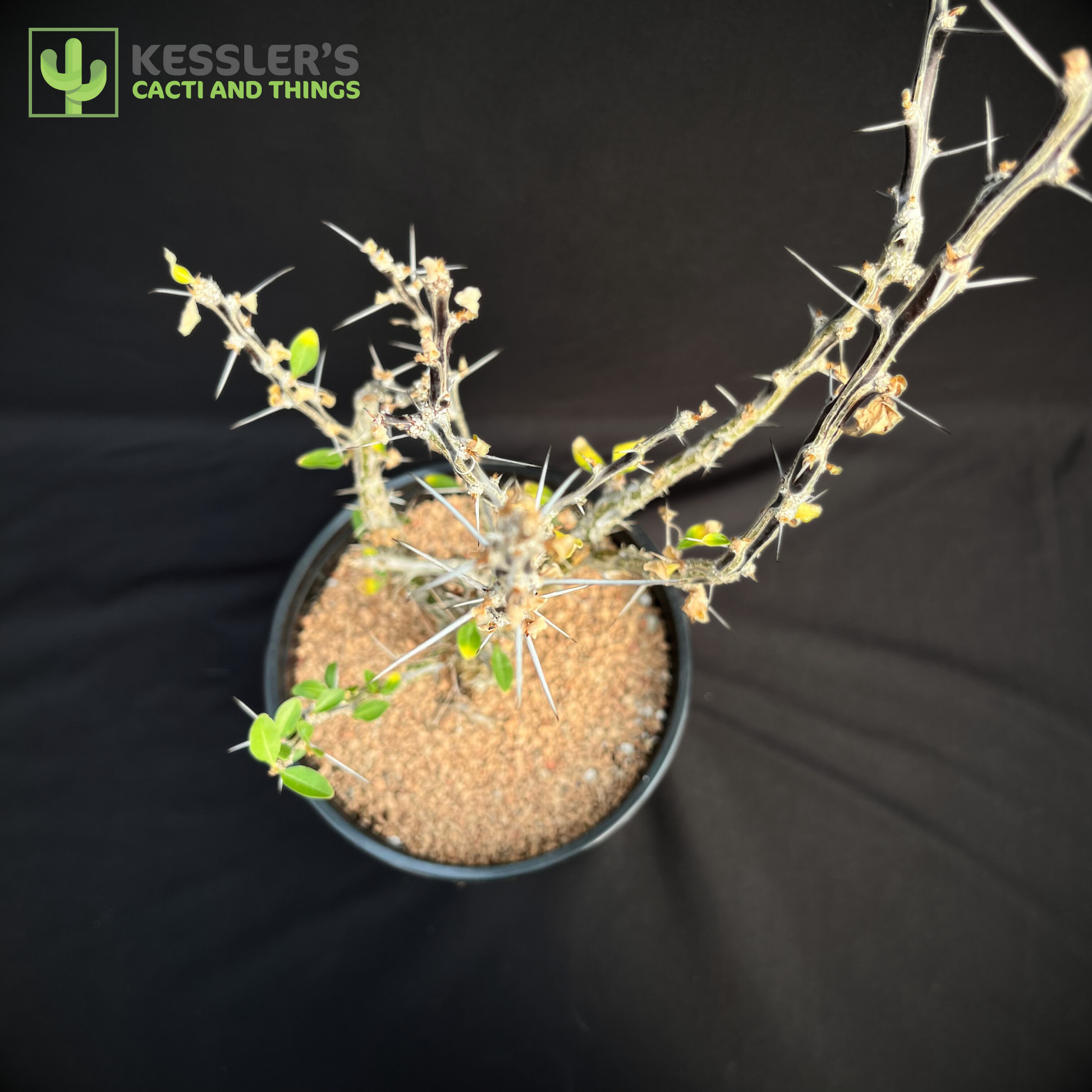 Fouquieria - Macdougalii (Mexican Tree Ocotillo)