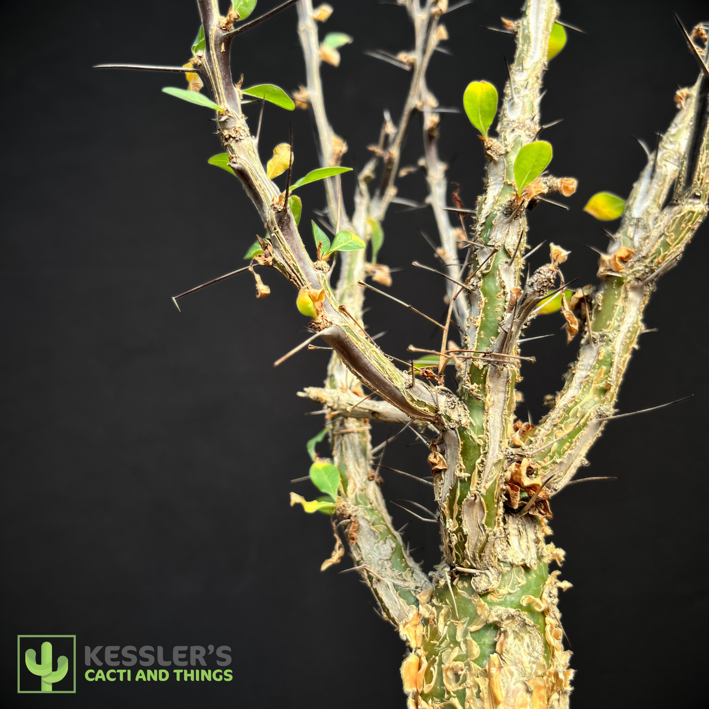 Fouquieria - Macdougalii (Mexican Tree Ocotillo)