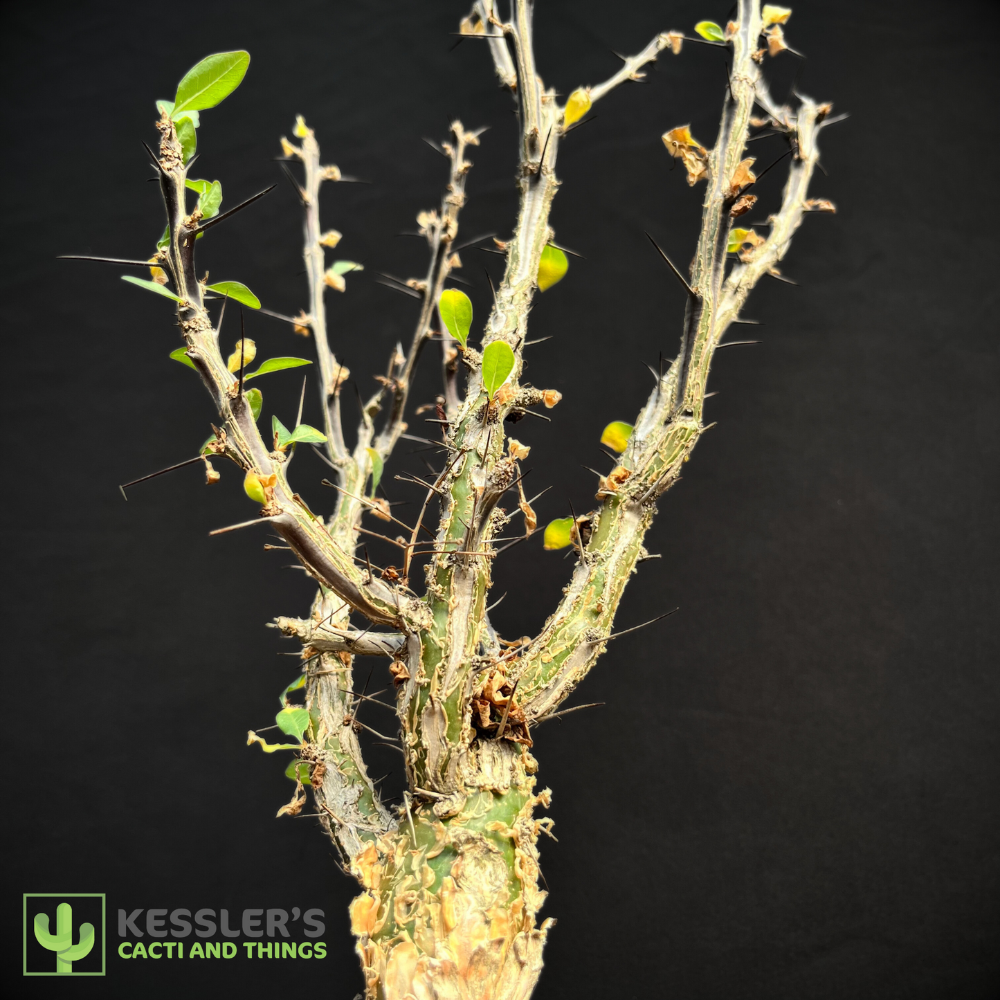 Fouquieria - Macdougalii (Mexican Tree Ocotillo)