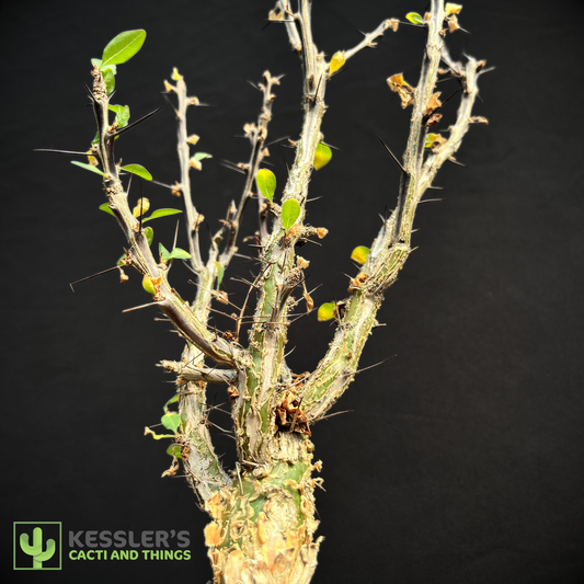 Fouquieria - Macdougalii (Mexican Tree Ocotillo)