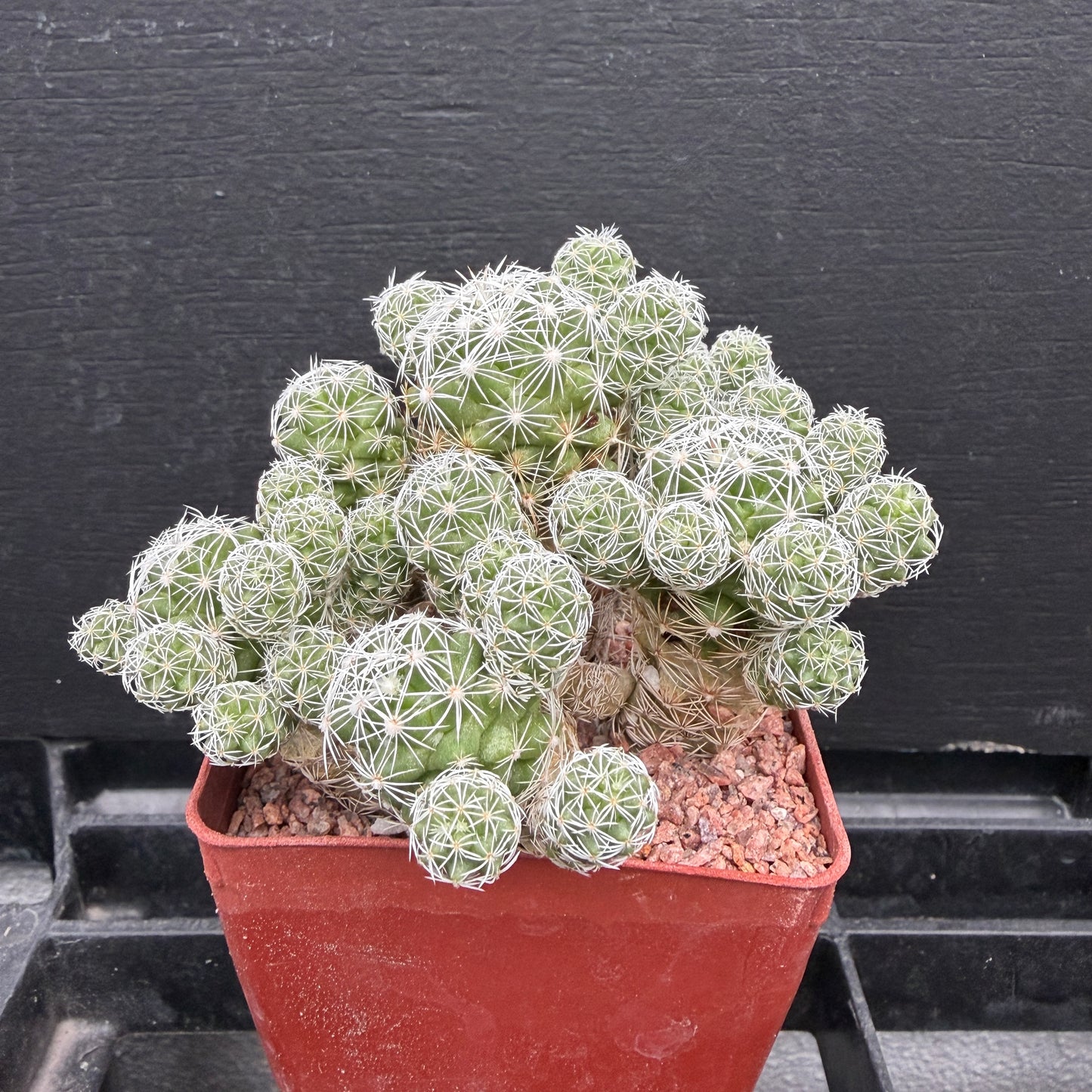 Mammillaria Gracilis v. Fragilis (Thimble Cactus)