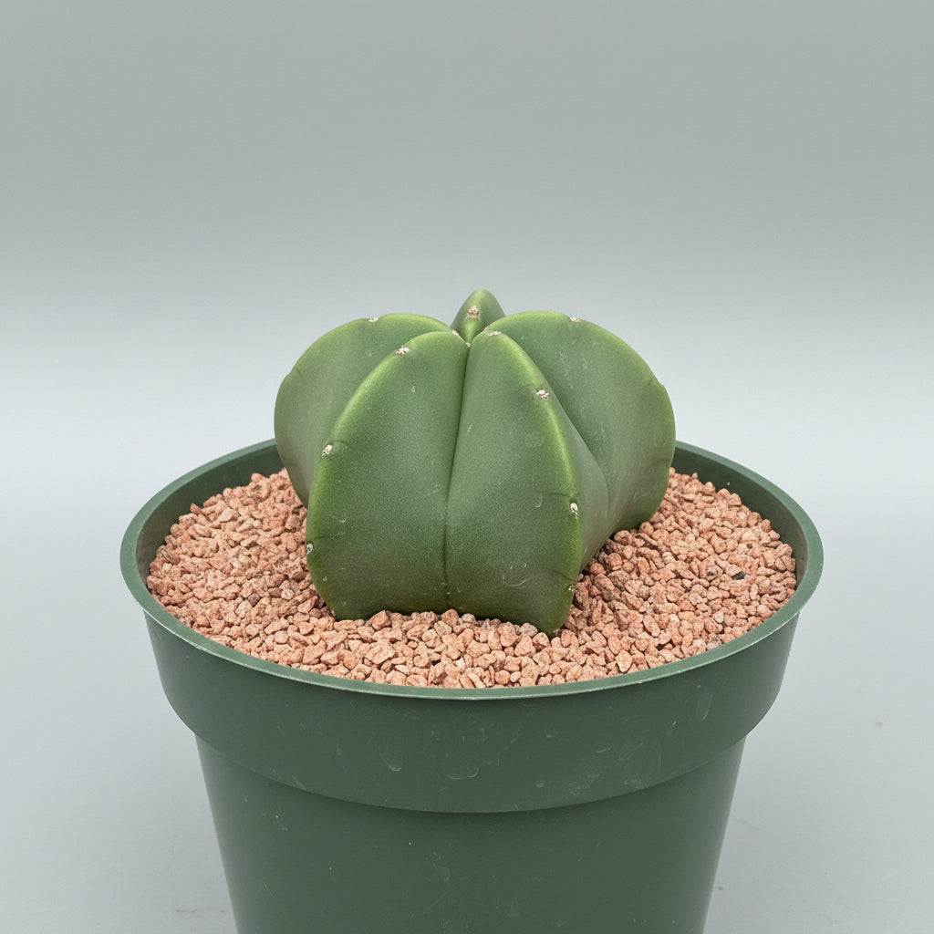 Astrophytum Myriostigma Nudum (Bishop's Cap)