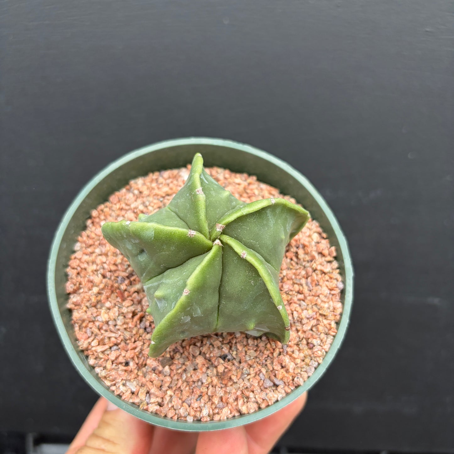 Astrophytum Myriostigma Nudum (Bishop's Cap)