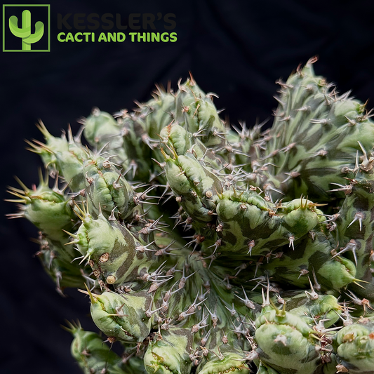 Grafted Euphorbia Horwoodii f. Cristata