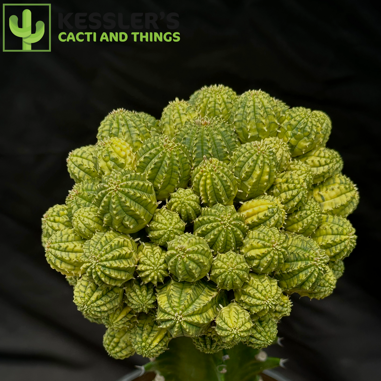 Grafted Variegated Euphorbia Obesa