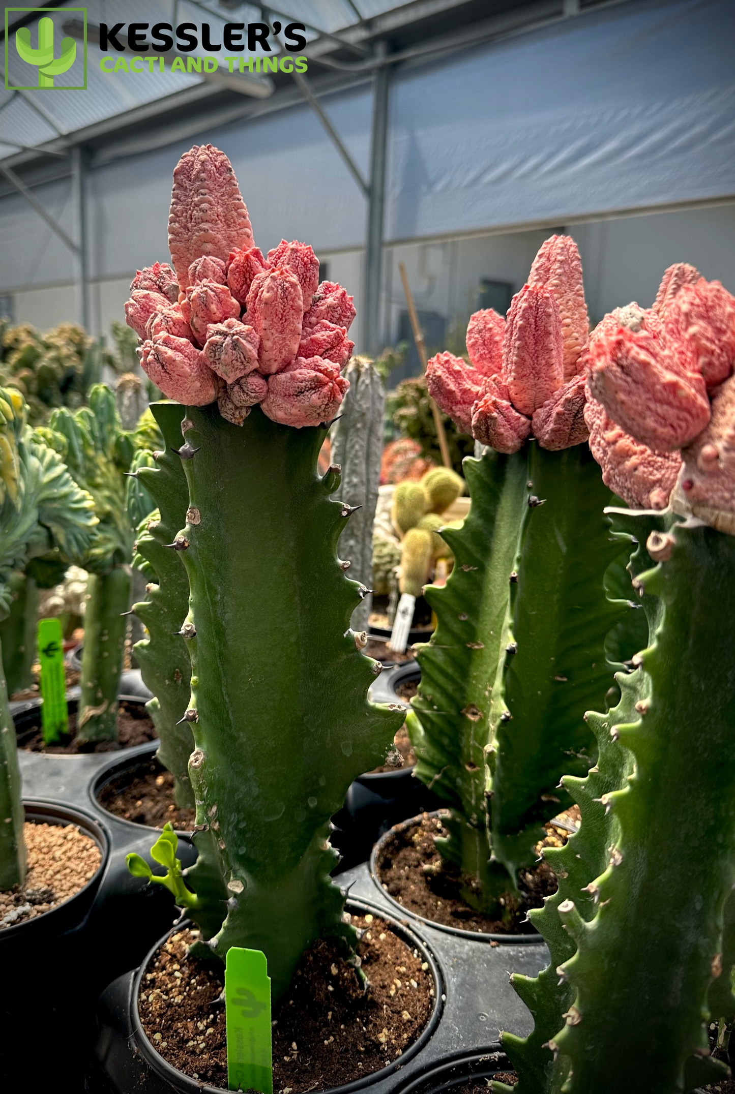 Grafted Euphorbia Abdelkuri cv. Damask (Pink Pickle)