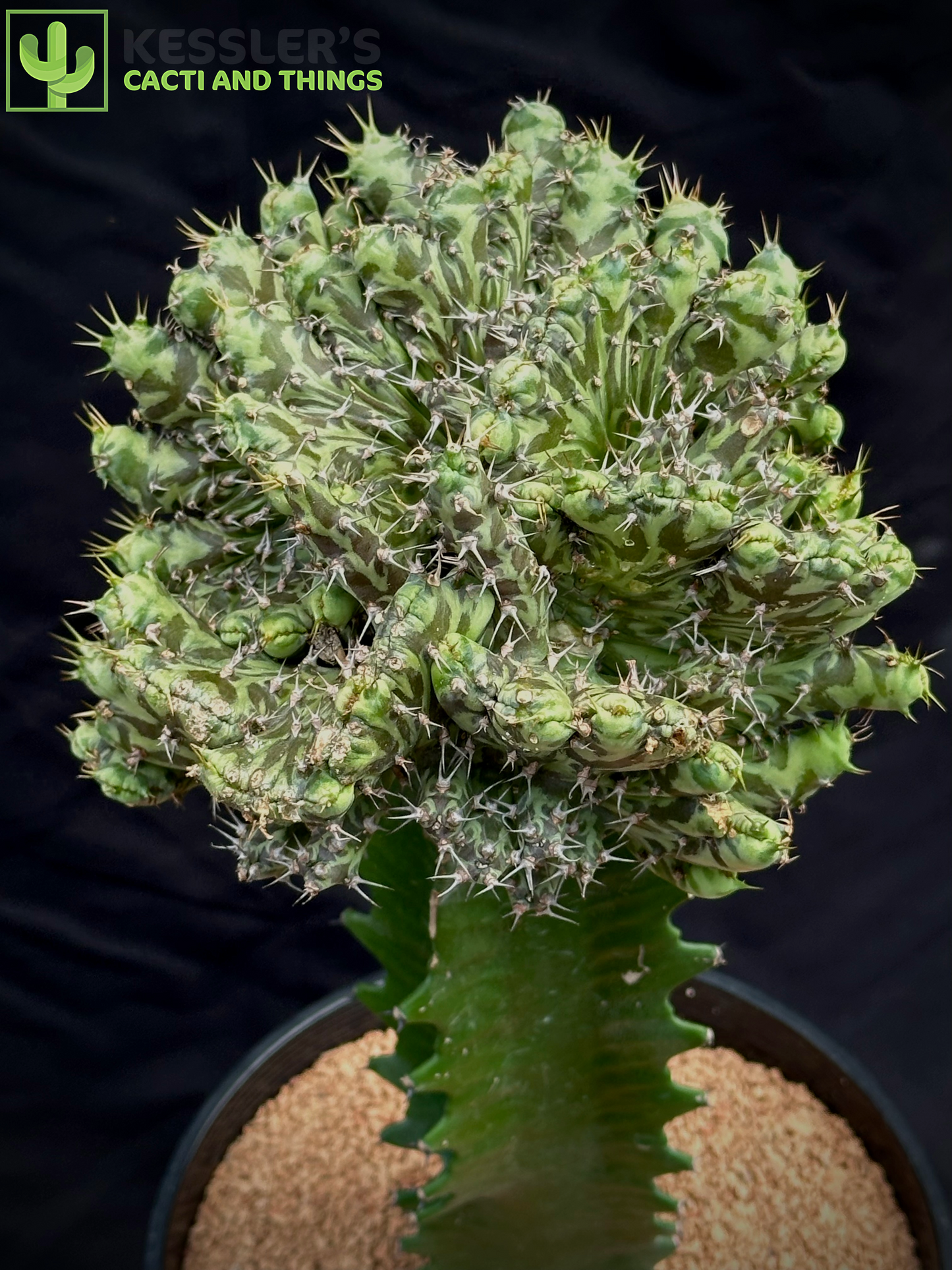 Grafted Euphorbia Horwoodii f. Cristata
