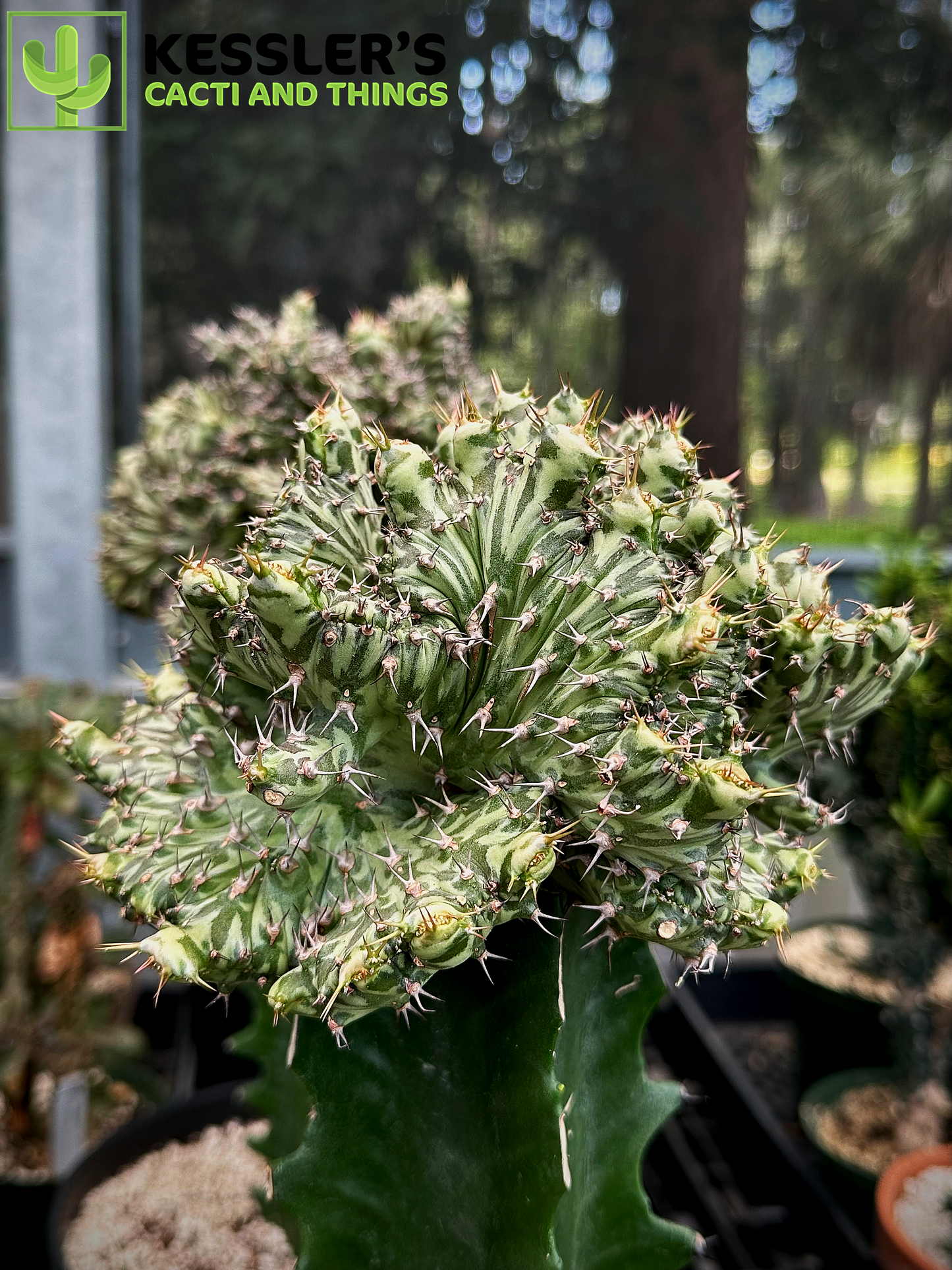 Grafted Euphorbia Horwoodii f. Cristata
