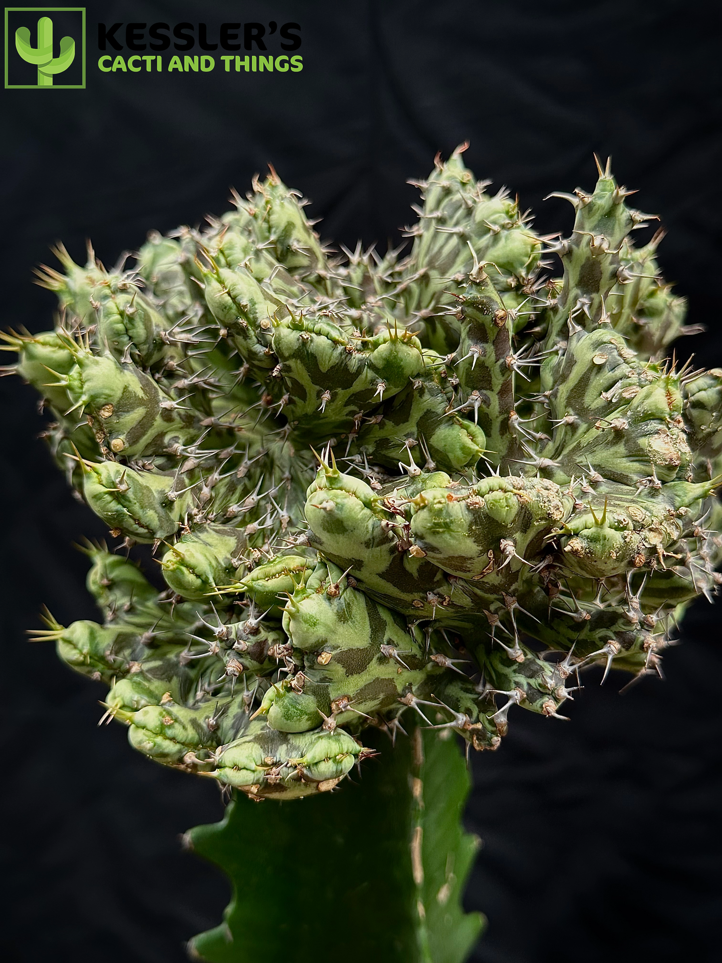 Grafted Euphorbia Horwoodii f. Cristata