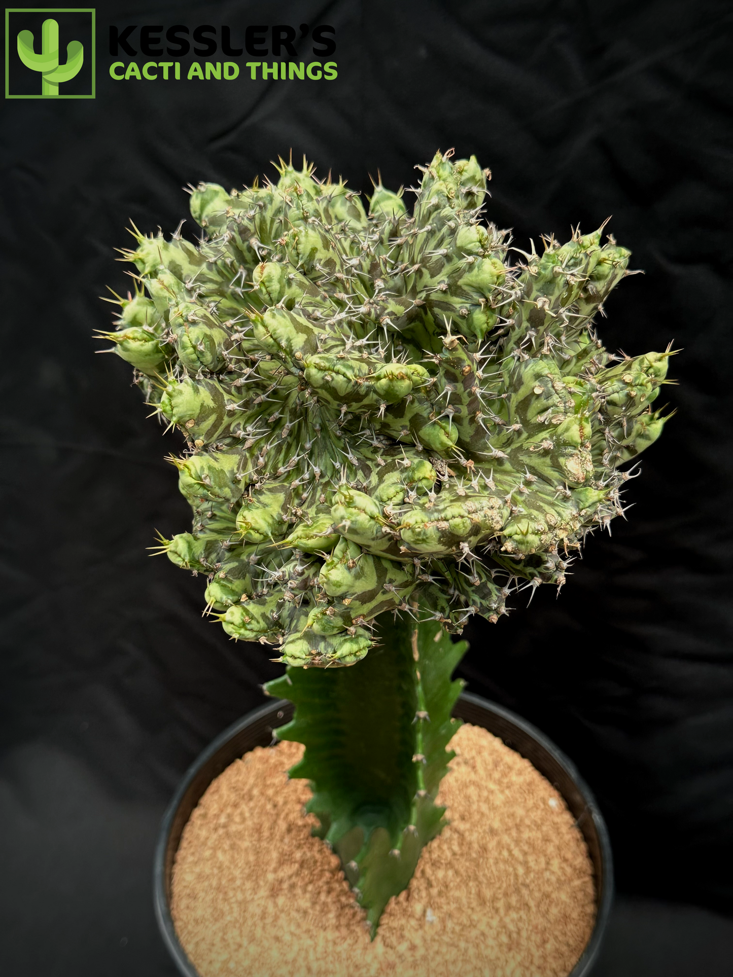 Grafted Euphorbia Horwoodii f. Cristata