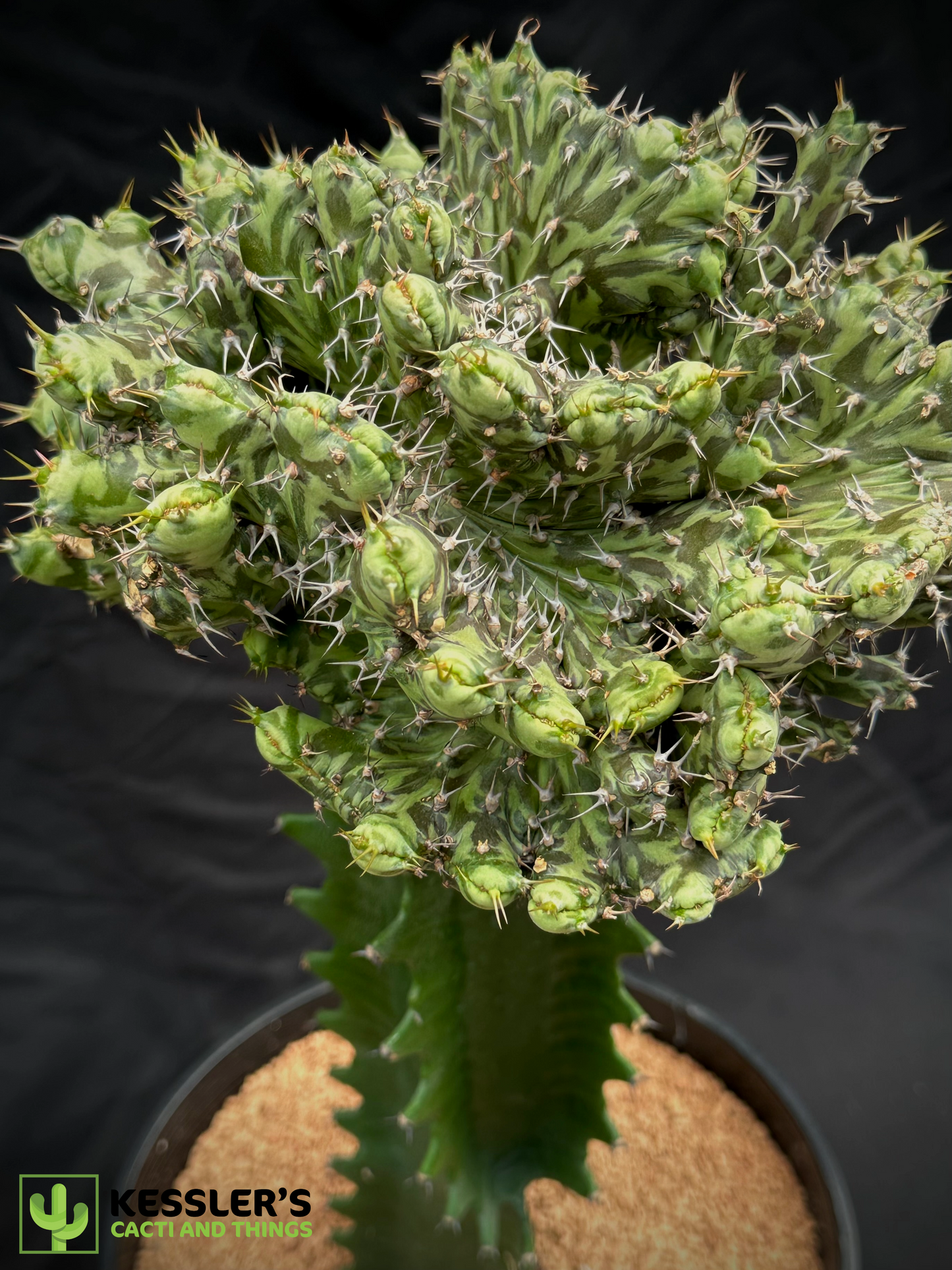 Grafted Euphorbia Horwoodii f. Cristata