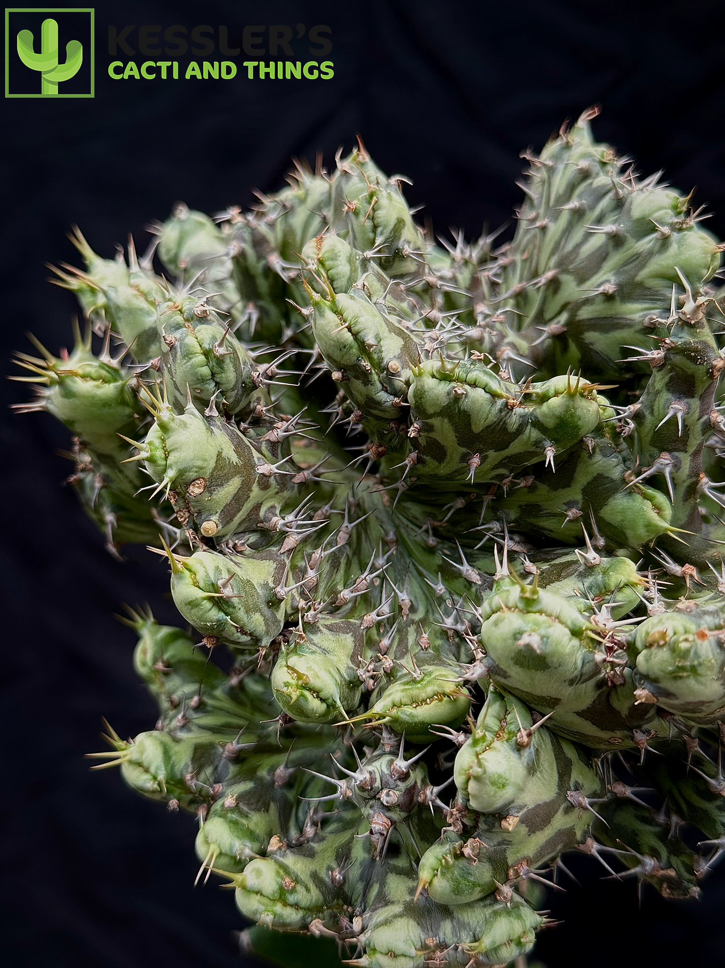 Grafted Euphorbia Horwoodii f. Cristata