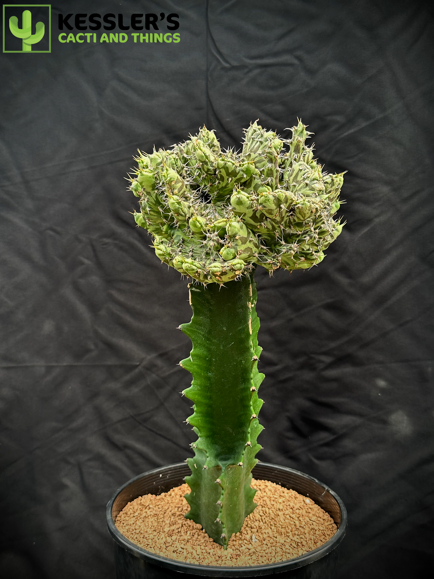 Grafted Euphorbia Horwoodii f. Cristata